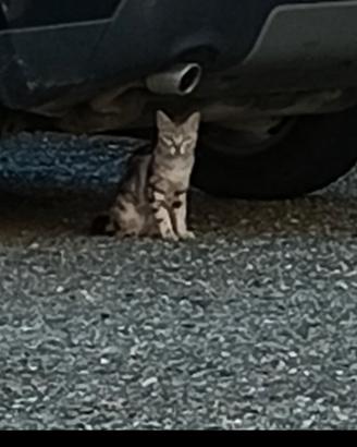 Gattino 6/7 mesi trovato a Cassine