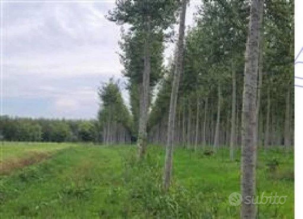 Immobile in asta di 8910 m² a Bagnaria Arsa - Vista 3