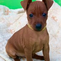 Pinscher nano