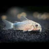 Corydora similis