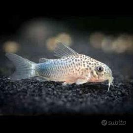 Corydora similis