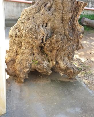 Vendita tronco base di ulivo salentino