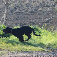 Setter da caccia e riproduzione