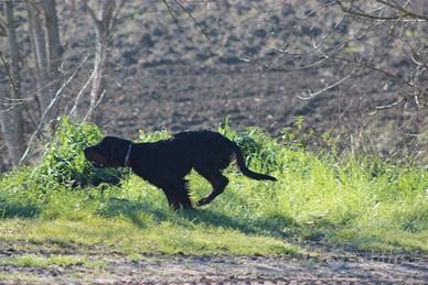 Setter da caccia e riproduzione