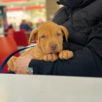 American pit bull terrier