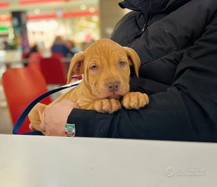 American pit bull terrier