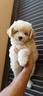 cuccioli-di-maltipoo-toy