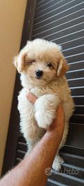 Cuccioli di maltipoo Toy