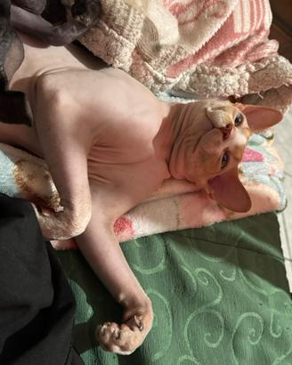Stallone Gatto Sphynx