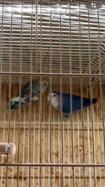 Inseparabili