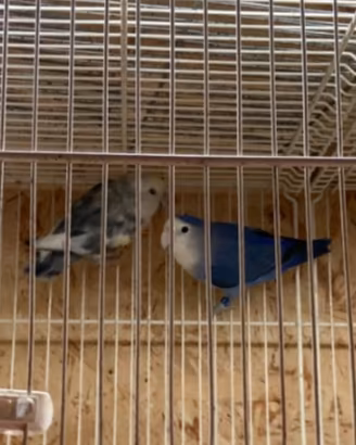 Inseparabili