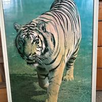 Quadro tigre