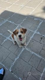 Cucciolona