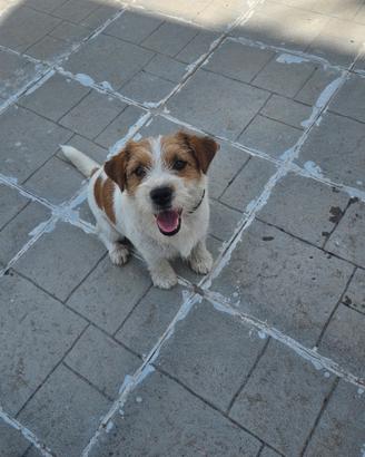 Cucciolona