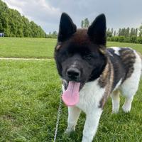 Akita Americano