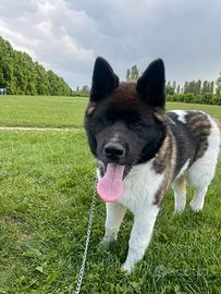 Akita Americano