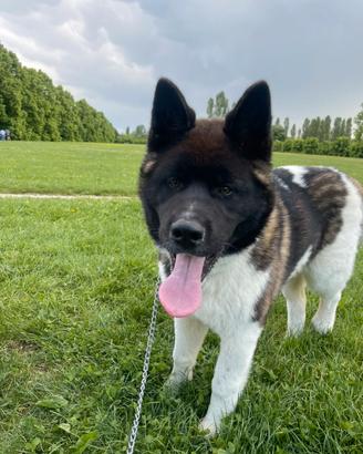 Akita Americano