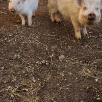 Maialini nani minipig razza juliana