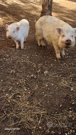 Maialini nani minipig razza juliana