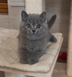 British shorthair blu