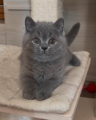 British shorthair blu