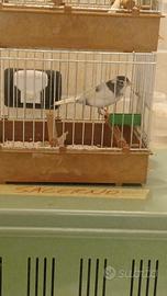 Canarini timbrado spagnolo