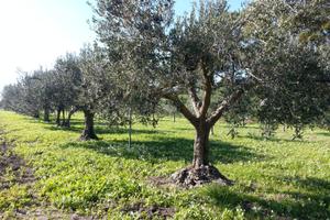 Terreno Uliveto di 3.640 mq zona Fontanasalsa