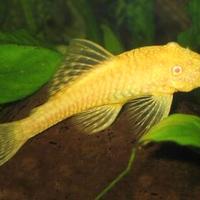 Pulitori a ventosa ancistrus albino