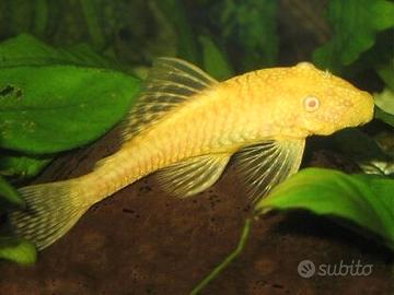 Pulitori a ventosa ancistrus albino