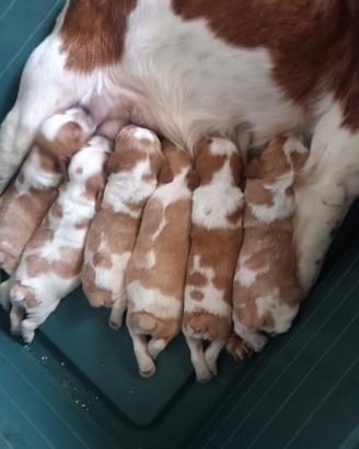 Cuccioli di Breton