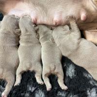 Bouledogue Francese femmina