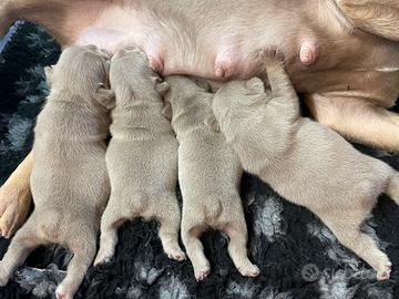 Bouledogue Francese femmina