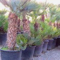 chamaerops humilis
