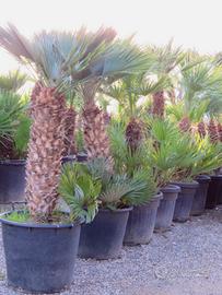 chamaerops humilis