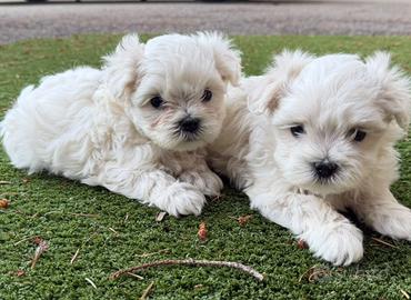 Cuccioli di maltese