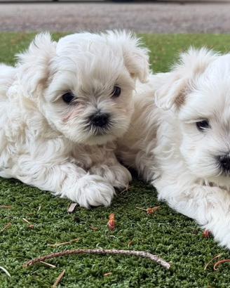 Cuccioli di maltese