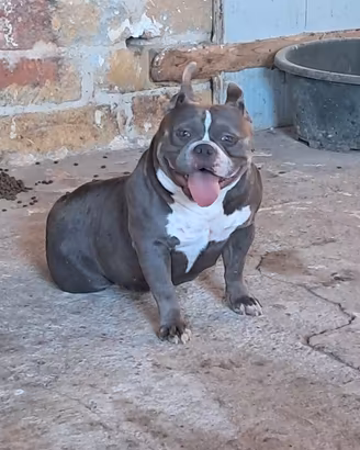 American bully