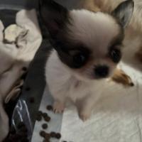 Cucciolo di chihuahua