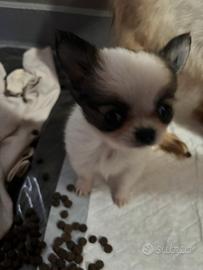 Cucciolo di chihuahua