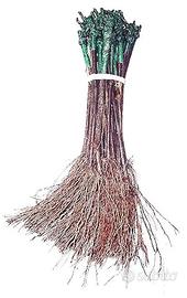 BARBATELLE  DI  CANNONAU