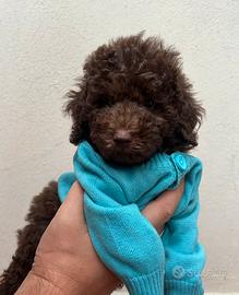 Barboncino marrone pedigree enci