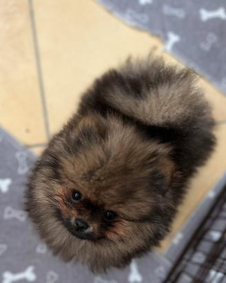 Spitz di Pomerania