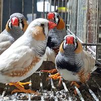 Diamanti Mandarini - Coppie Selezionate