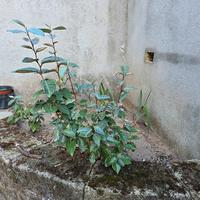 Nr. 4 piante da siepe aleagno eleagnus