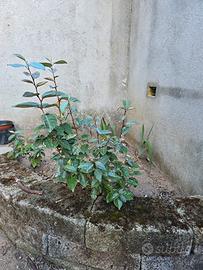 Nr. 4 piante da siepe aleagno eleagnus