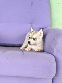 Siberian husky
