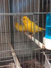 Canarino giallo