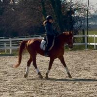 Cavallo vaquero 12 anni lavoro in piano,passeggiat