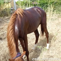 Cavallo quartarabo