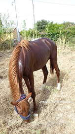 Cavallo quartarabo